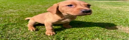 Labrador Retriever dogs for sale: Fox Red KC Registered Labradors 🐾🐾🐾 - Advert 11