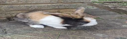 Mini Lion Lop rabbits for sale:   9 Mini Lion x lops - Advert 8