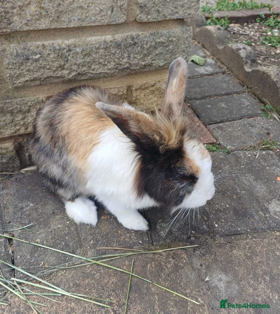 Mini Lion Lop rabbits for sale:   9 Mini Lion x lops - Advert 8