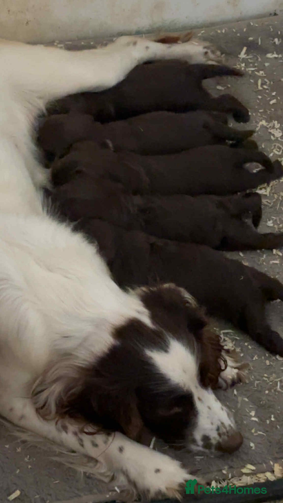 Cockapoo dogs for sale: Chocolate cockapoo puppies F1 - Image 8