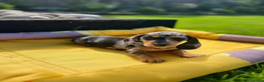 Miniature Dachshund 1