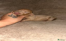 Miniature Dachshund dogs for sale: Perfecf kc miniature dachshunds - Image 18