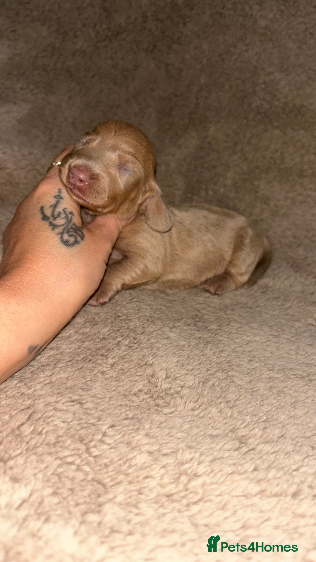 Miniature Dachshund dogs for sale: Perfecf kc miniature dachshunds - Image 18