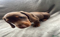 Dachshund dogs for sale: READY TO GO ! STUNNING MINI DACHSHUND - Image 6