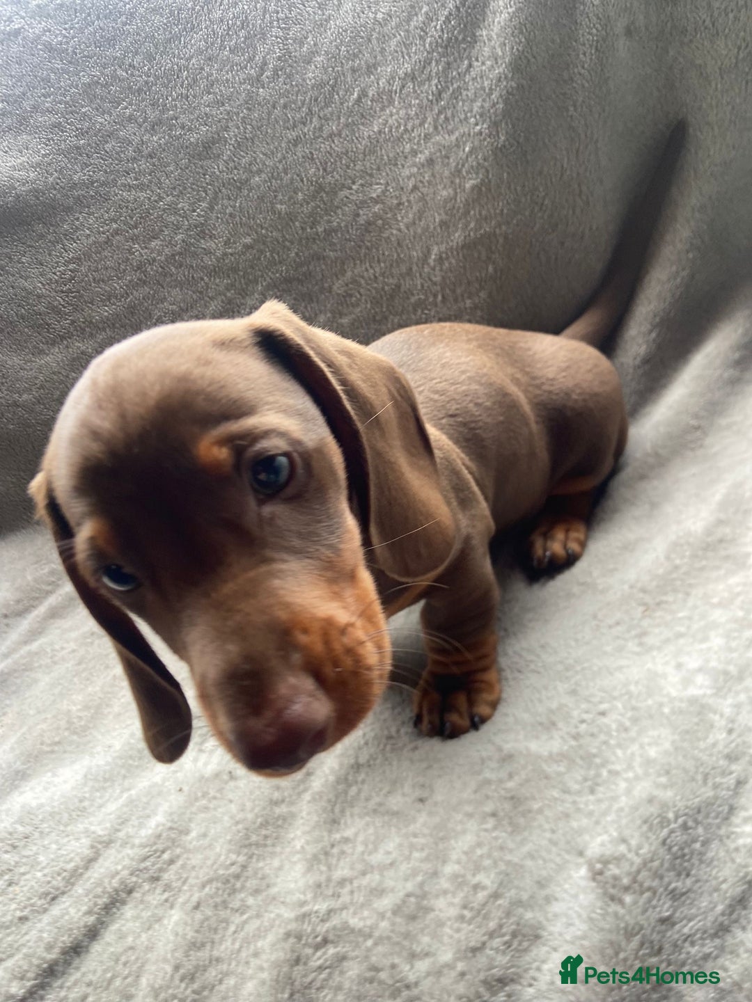 Dachshund dogs for sale: READY TO GO ! STUNNING MINI DACHSHUND - Image 6