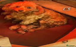 Cavapoo dogs for sale: Beautiful Tiny Cavapoos  - Image 28