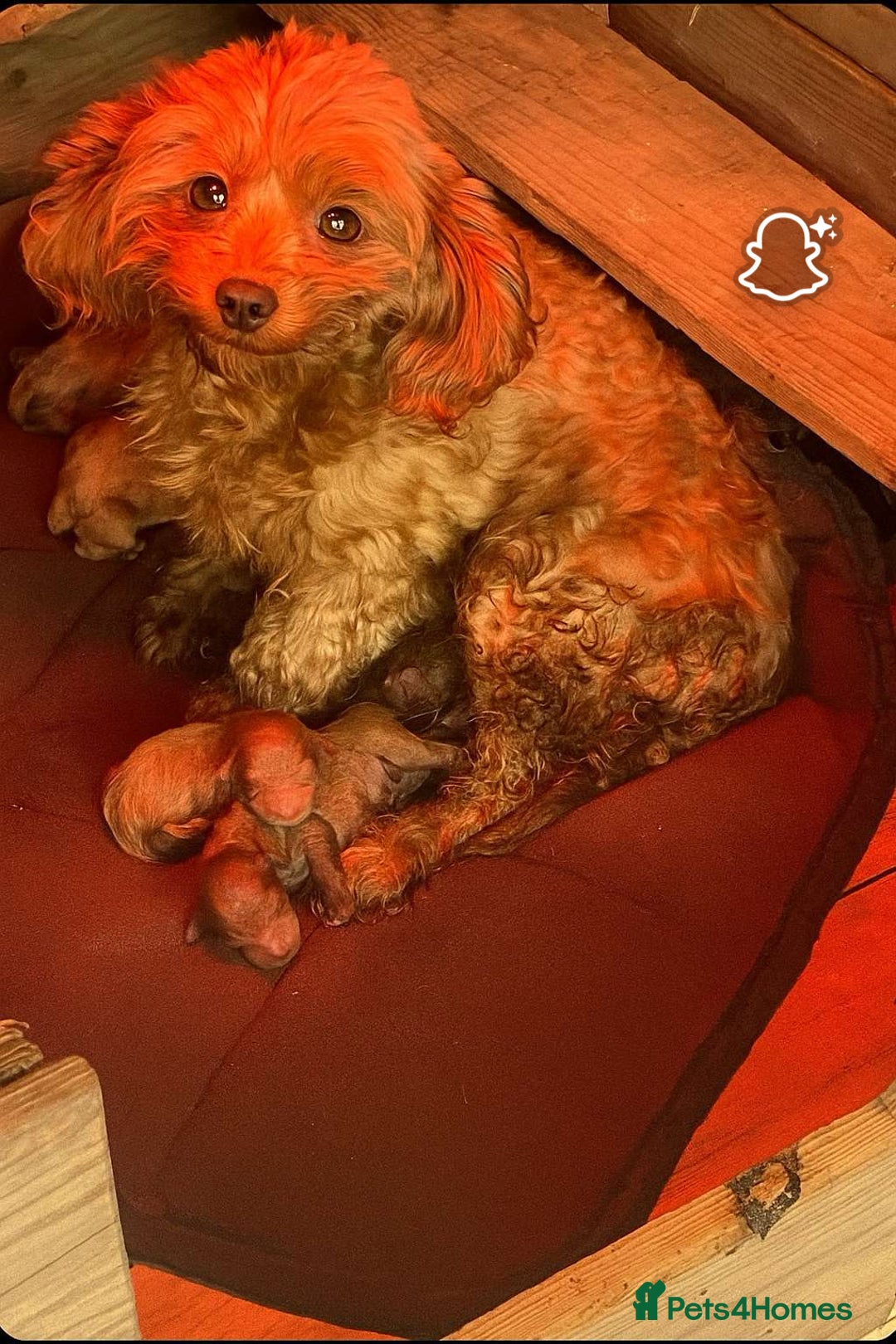 Cavapoo dogs for sale: Beautiful Tiny Cavapoos  - Image 28