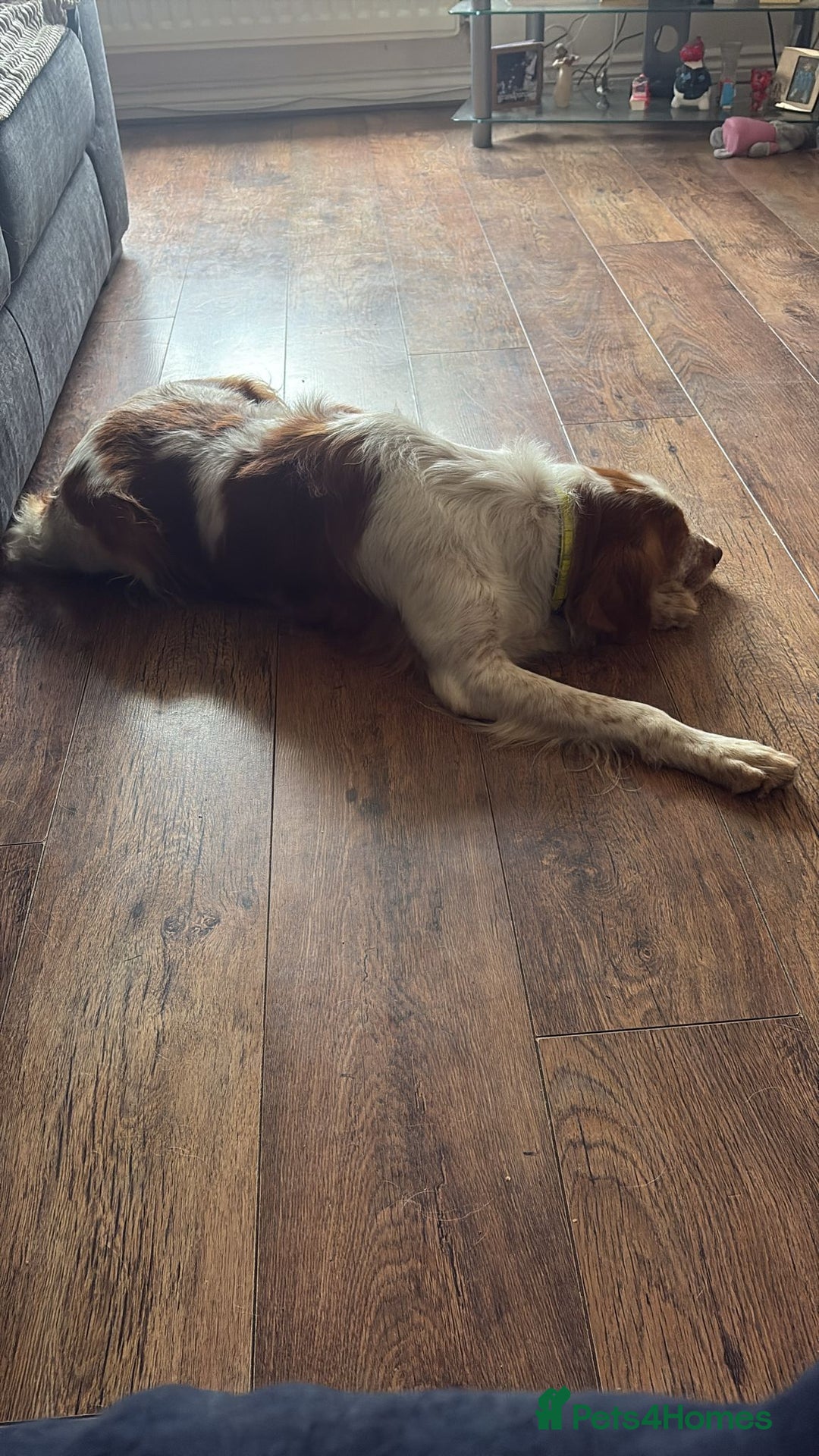 Brittany Spaniel dogs for adoption: Lovely gentle boy, Rudolph in foster in Solihull - Advert 4