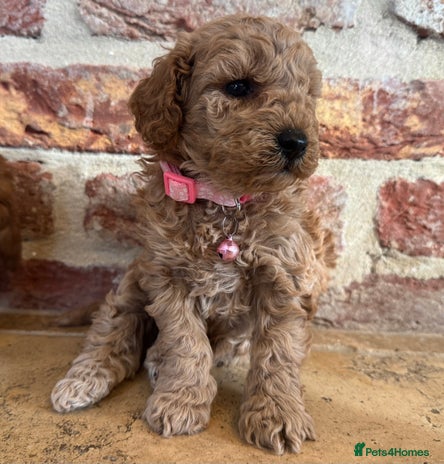 Toy Poodle dogs - Advert 8