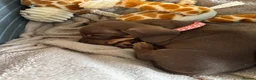 Miniature Dachshund dogs for sale: One beautiful female miniature dachshund puppy in Lincoln - Advert 2