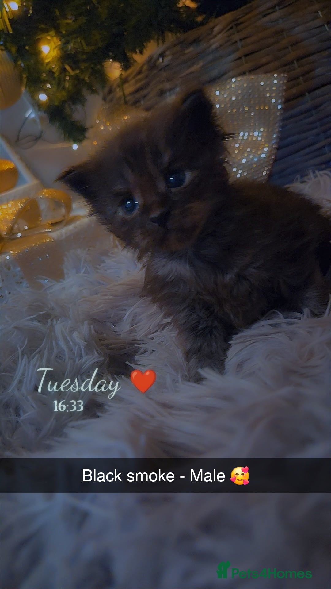 Maine Coon cats for sale: TICA registered MaineCoons 😸  - Advert 9