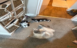 Mixed Breed cats for sale: 1 tiny Ragdoll cross female kitten left  - Image 7