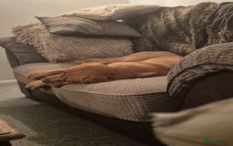Labrador Retriever dogs for sale: Gorgeous lab girl looking for her new sofa - Image 3