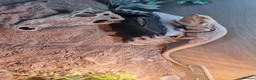 Bearded Dragon reptiles for sale: Male bearded dragon in Lewes - Advert 3