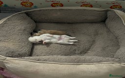 Pomeranian dogs for sale: Beautiful Pomerian Puppy’s  - Image 3