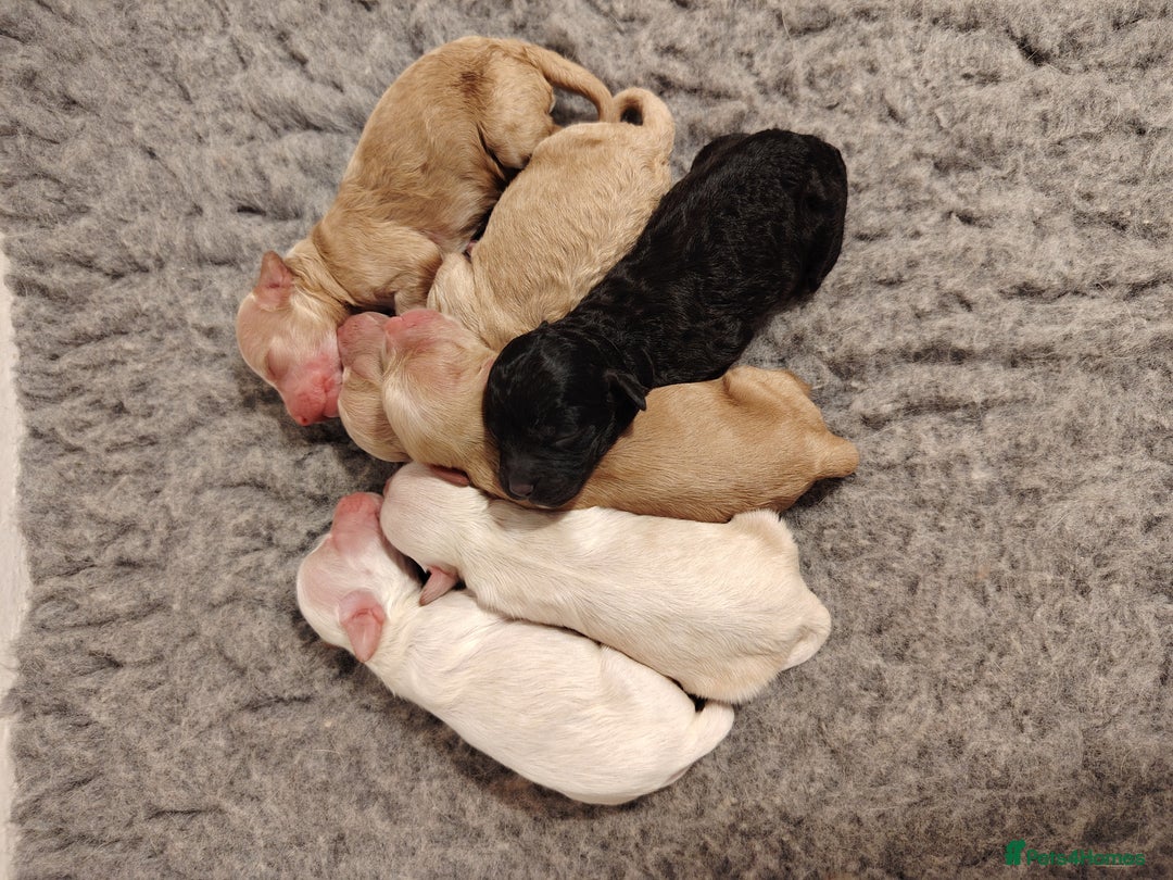 Cockapoo dogs for sale: Stunning F2b cockapoos  - Image 3