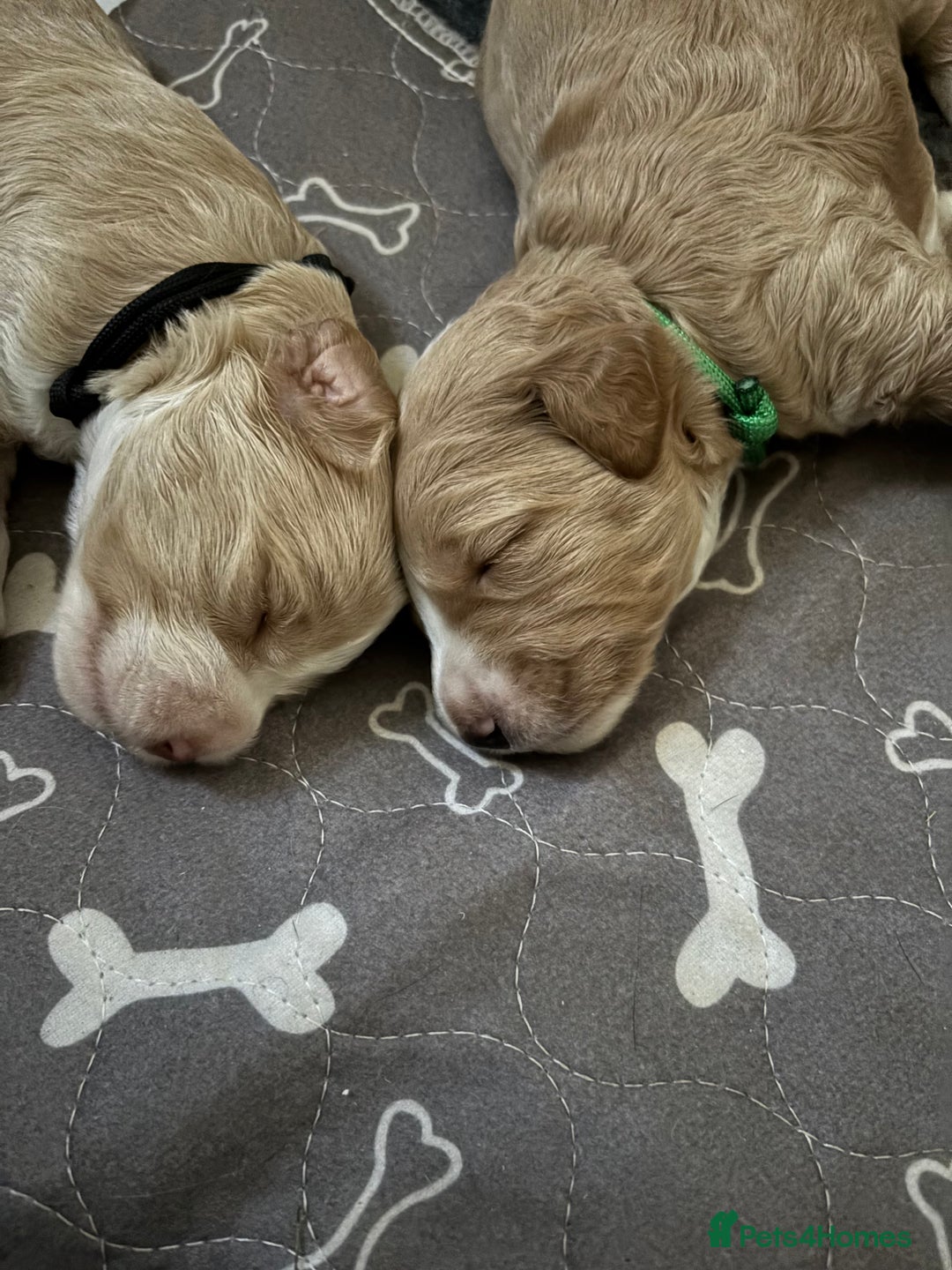 Australian Labradoodle dogs for sale: Pure Australian Labradoodle Puppies ready 30/09/25 - Image 4