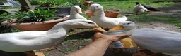 Ducks poultry for sale: Ready for new home - Advert 4
