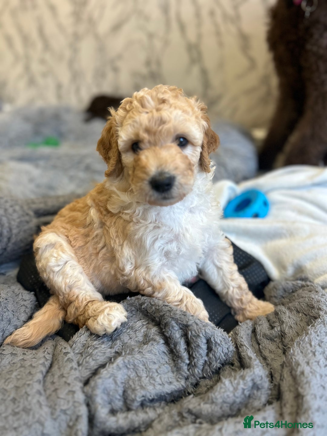 Labradoodle dogs for sale: STANDARD SIZE, HEALTH TESTED, SUPER CURLY COATS - Image 3