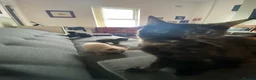 British Shorthair cats for sale: Two kittens - Advert 4