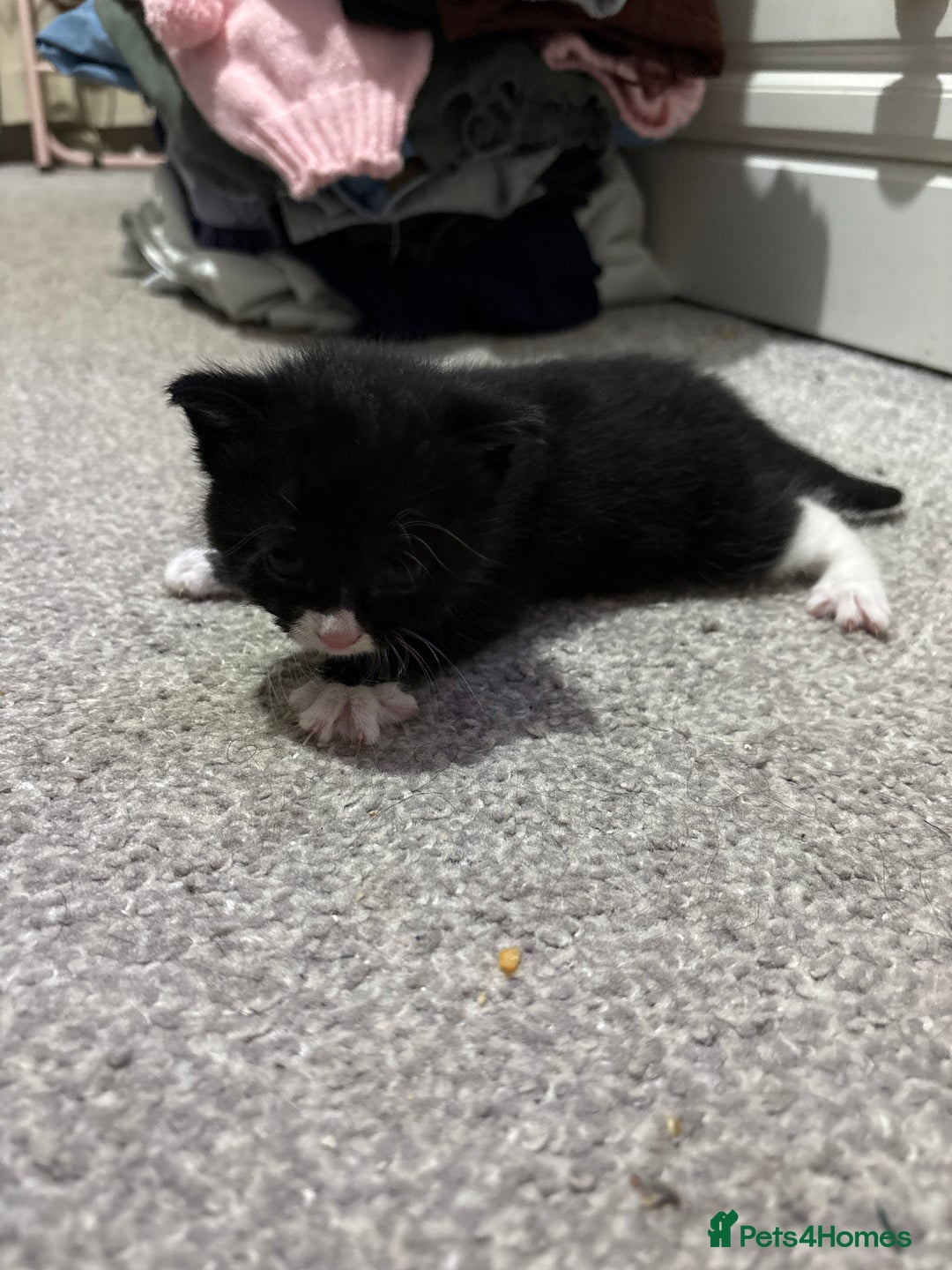 Mixed Breed cats for sale: 3 beautiful kittens looking for a forever home - Advert 10