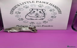Hamster rodents for sale: Pedigree Chinese hamsters  - Image 8