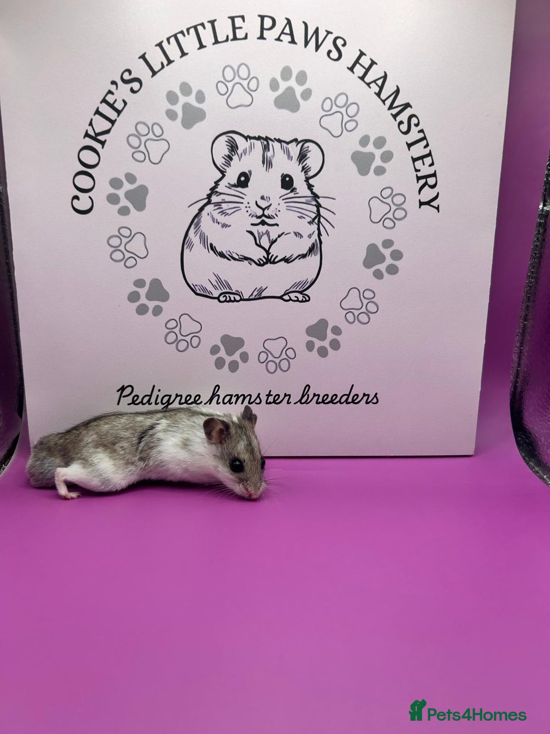 Hamster rodents for sale: Pedigree Chinese hamsters  - Image 8