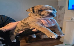 American Bully dogs for sale: Pocket Bully pups  - Image 11