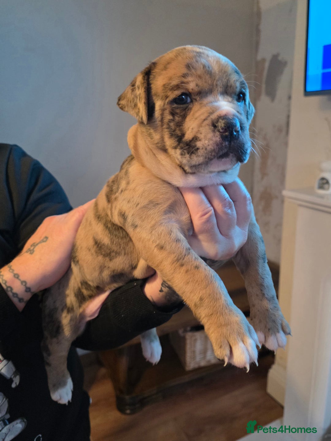 American Bully dogs for sale: Pocket Bully pups  - Image 11