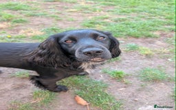 Sprocker dogs for sale: Sprocker Spaniel Puppies  - Image 11