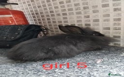 Lionhead rabbits for sale: 5 beautiful lionhead female babies - Image 19