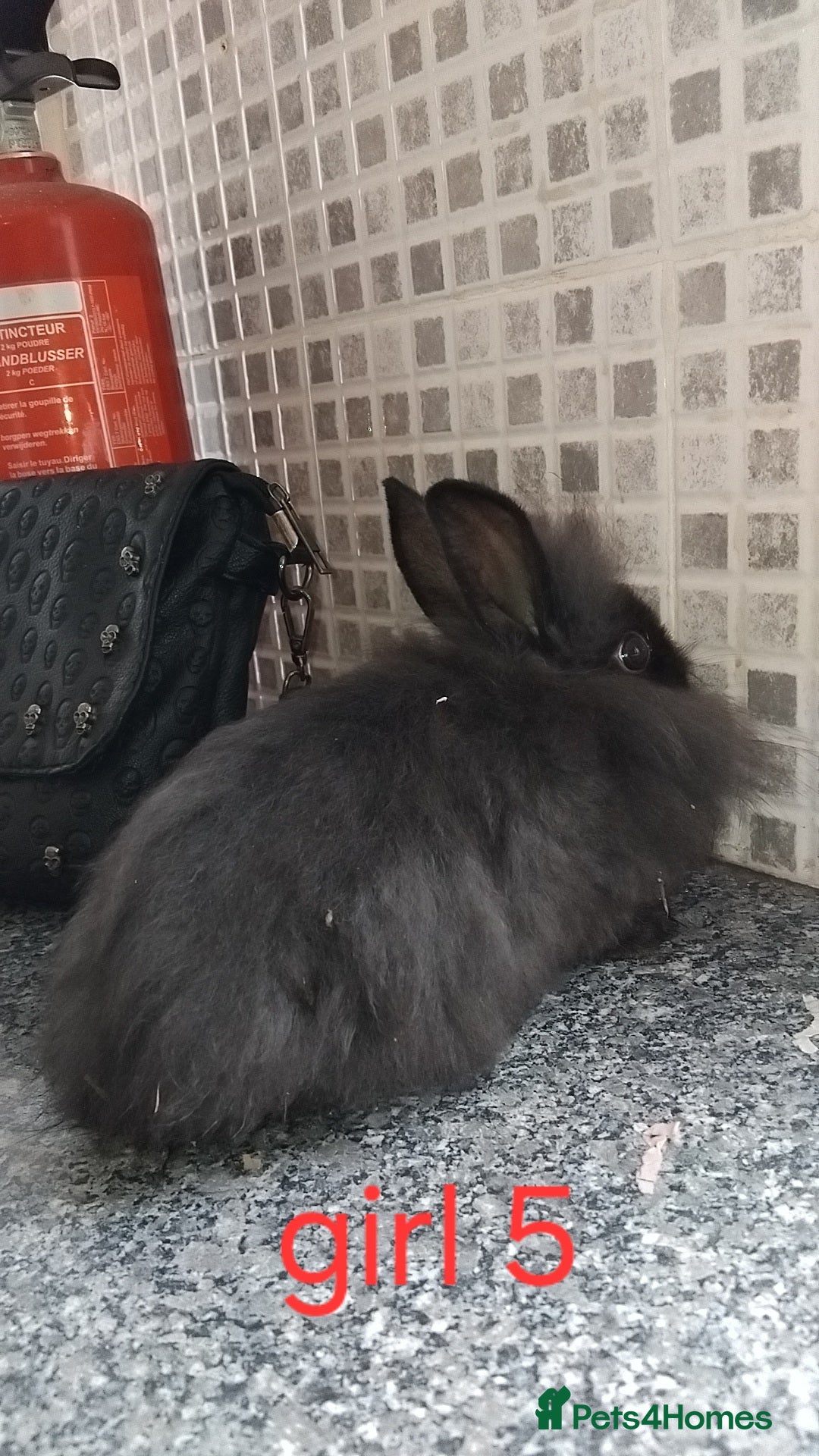 Lionhead rabbits for sale: 5 beautiful lionhead female babies - Image 19