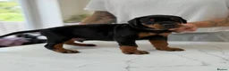 Dobermann dogs for sale: European Doberman puppies! - Advert 15