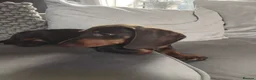Dachshund dogs for sale: Puppies  - Advert 3