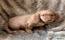 Cocker Spaniel dogs for sale: Beautiful Cocker Spaniel Litter - Image 14