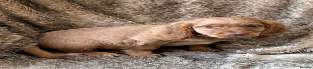Cocker Spaniel Puppy 6