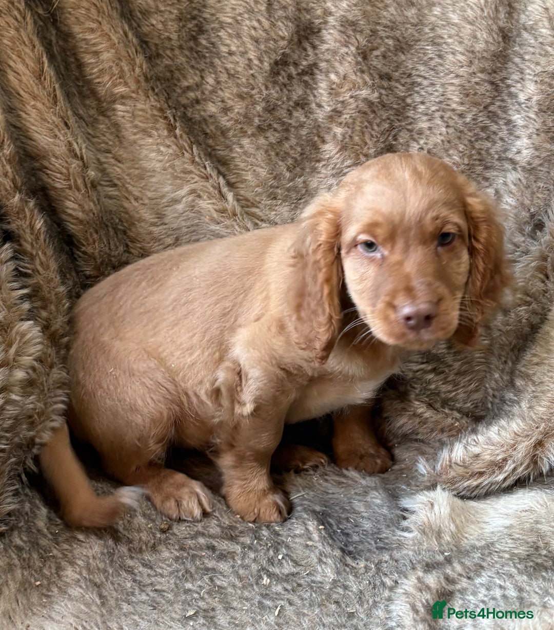 Cocker Spaniel dogs for sale: Beautiful Cocker Spaniel Litter - Image 14