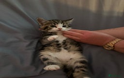 British Shorthair cats for sale: 8 Beautiful short haired kittens - Image 3