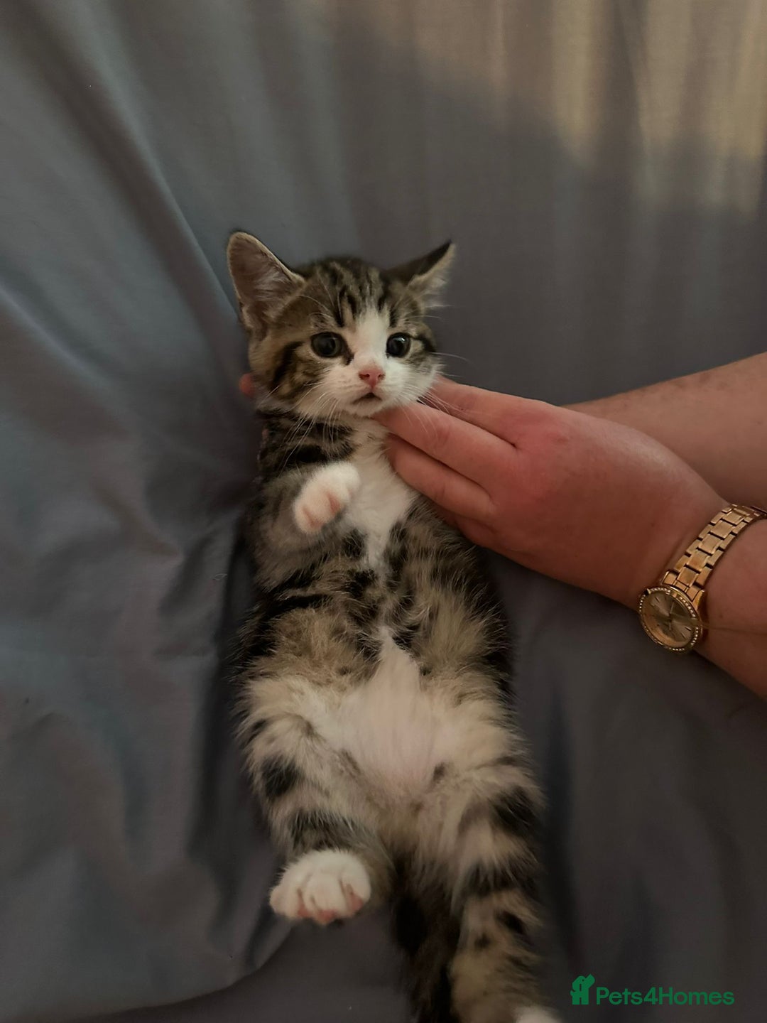 British Shorthair cats for sale: 8 Beautiful short haired kittens - Image 3