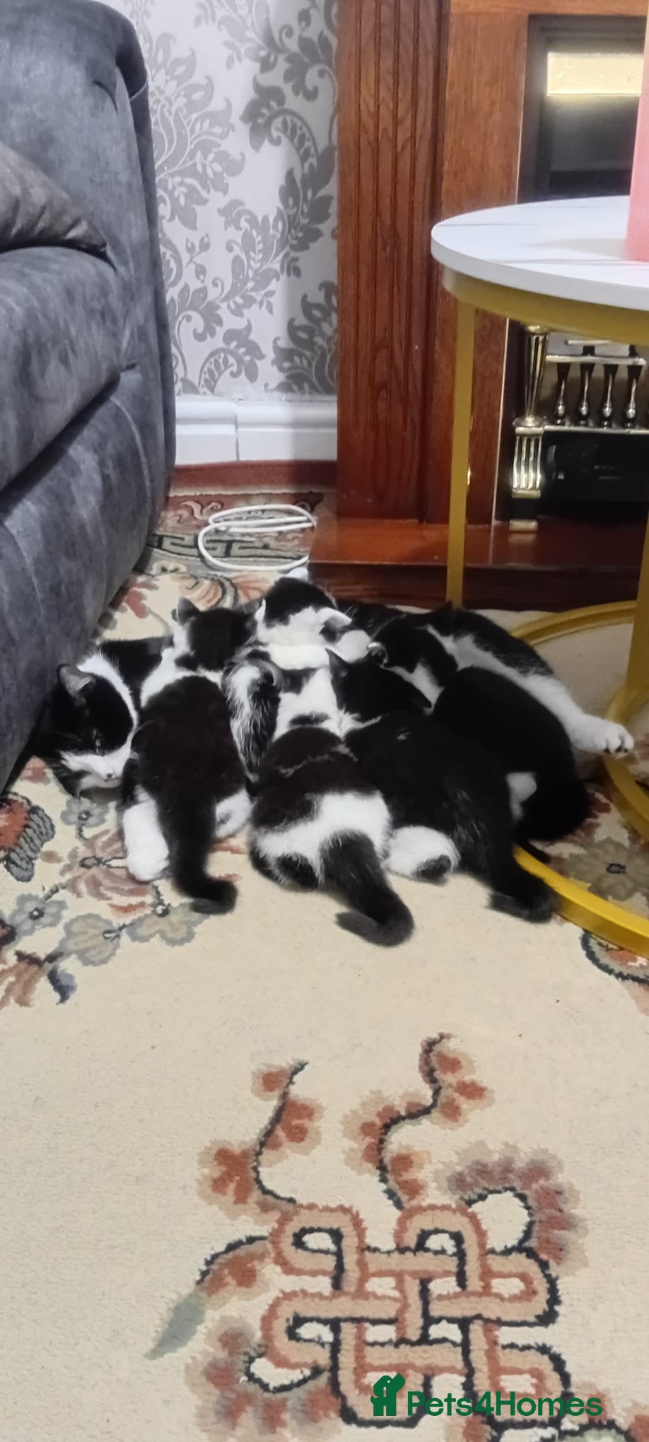 British Shorthair cats Black and white cat - Advert 11