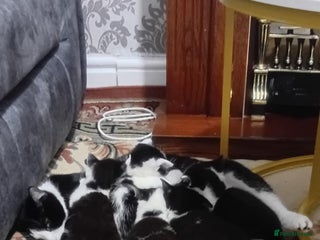 British Shorthair cats Black and white cat - Advert 1