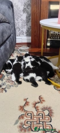 British Shorthair cats Black and white cat - Advert 3