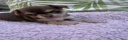 Chihuahua dogs for sale: All puppies sold 🩵🐾 - Advert 11