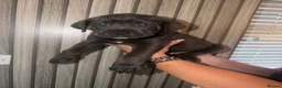 Cane Corso dogs for sale: Cane corso puppies  - Advert 17