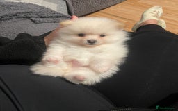 Pomeranian dogs for sale: Beautiful Pomerian Boy  - Image 11