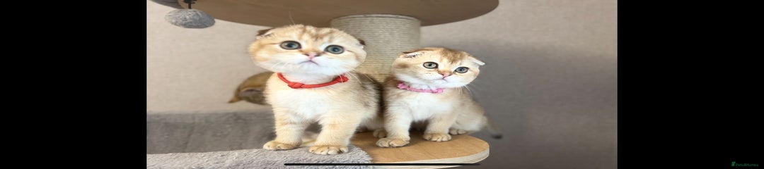 Scottish Fold Girl Kitten 