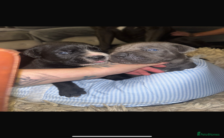Cane Corso dogs - Advert 4