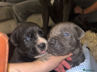 Cane Corso dogs - Advert 7