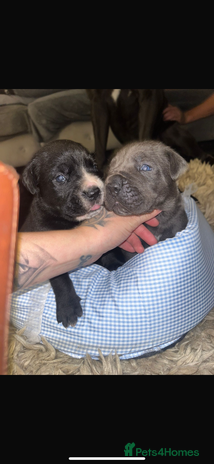 Cane Corso dogs - Advert 5