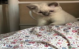 British Shorthair cats for sale: British Shorthair Colour Points   - Image 3